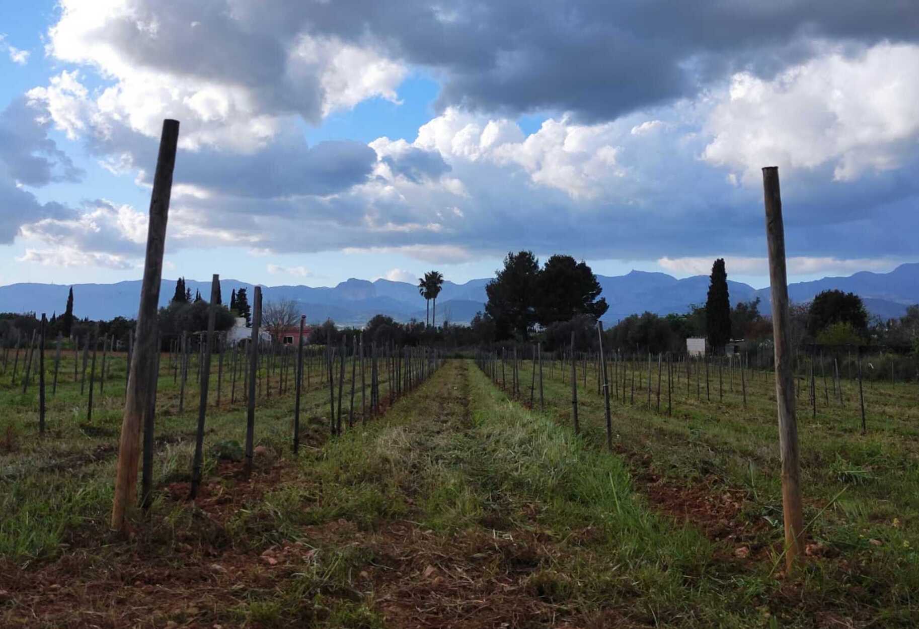 The horizon (the Tramuntana line) seen from the vineyards, appears on our labels. It is the only thing that has not changed in the 91 years since the founding of the winery. 